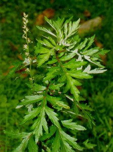 chernobylnik