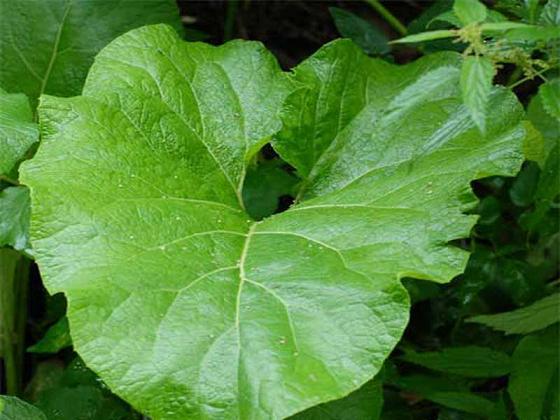 lopuh bol