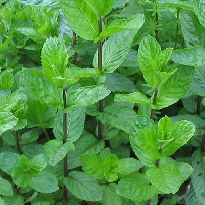 myata perech