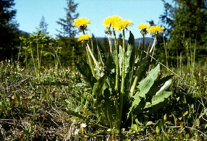 oduvanchik