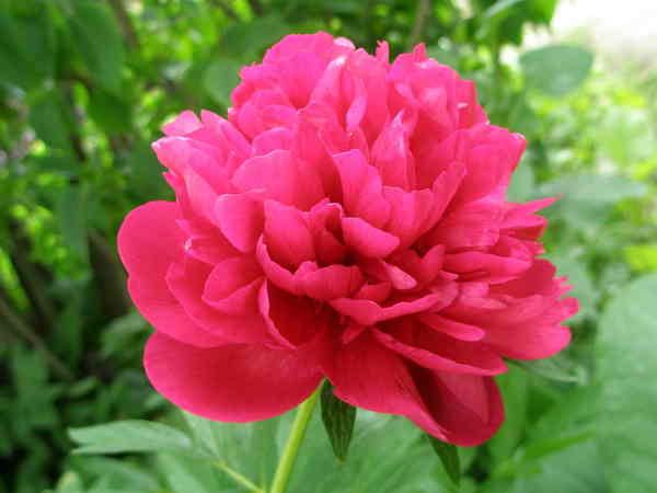 pion